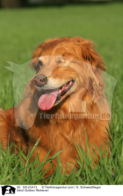 blinder Golden Retriever / blind Golden Retriever / SS-23413