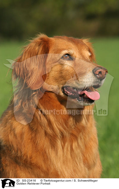 Golden Retriever Portrait / Golden Retriever Portrait / SS-23416