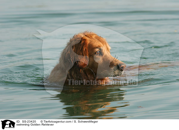 schwimmender Golden Retriever / swimming Golden Retriever / SS-23420