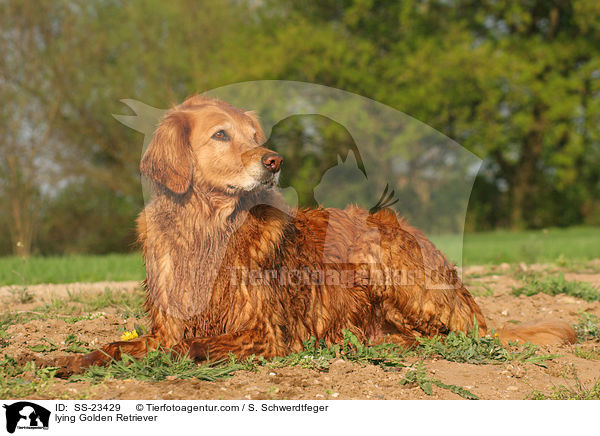 liegender Golden Retriever / lying Golden Retriever / SS-23429