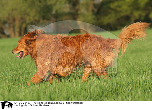 rennender Golden Retriever / running Golden Retriever / SS-23437