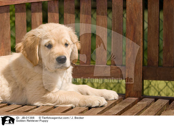 Golden Retriever Welpe / Golden Retriever Puppy / JB-01388