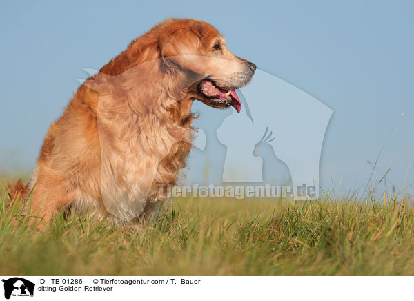 sitzender Golden Retriever / sitting Golden Retriever / TB-01286