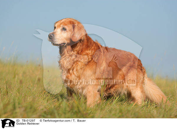 Golden Retriever / Golden Retriever / TB-01297