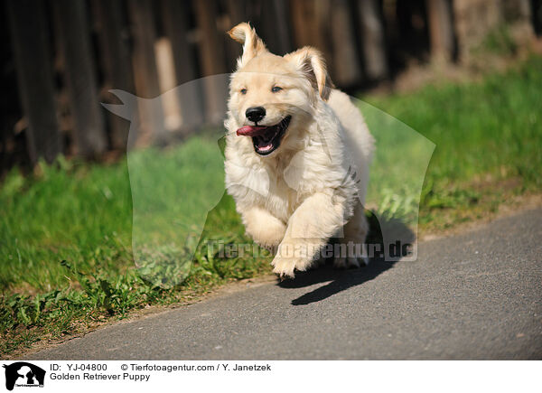 Golden Retriever Welpe / Golden Retriever Puppy / YJ-04800