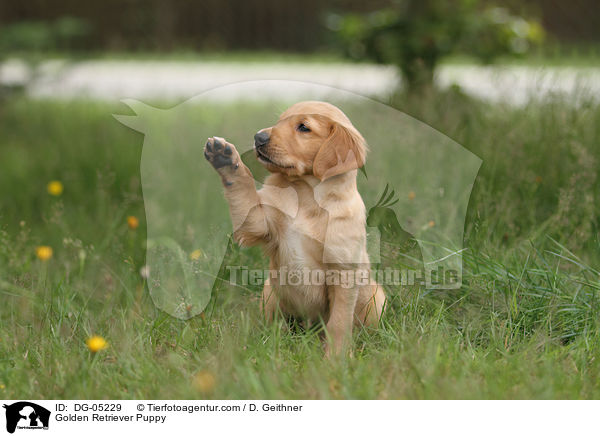 Golden Retriever Welpe / Golden Retriever Puppy / DG-05229