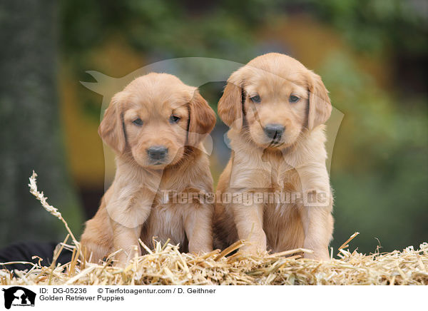 Golden Retriever Welpen / Golden Retriever Puppies / DG-05236