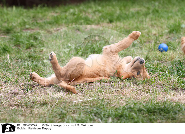 Golden Retriever Welpe / Golden Retriever Puppy / DG-05242