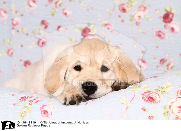 Golden Retriever Welpe / Golden Retriever Puppy / JH-18316