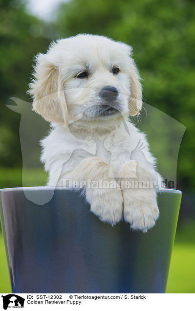 Golden Retriever Welpe / Golden Retriever Puppy / SST-12302