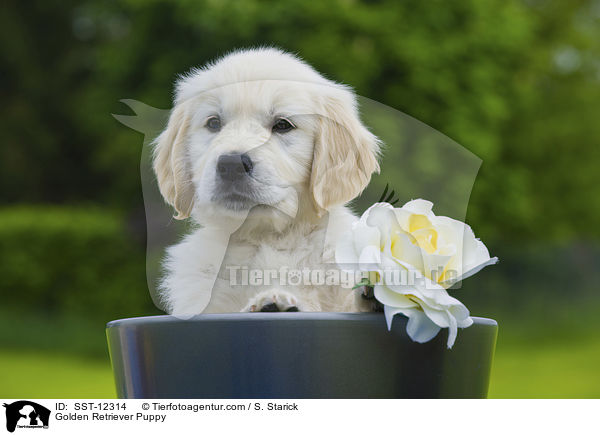 Golden Retriever Welpe / Golden Retriever Puppy / SST-12314