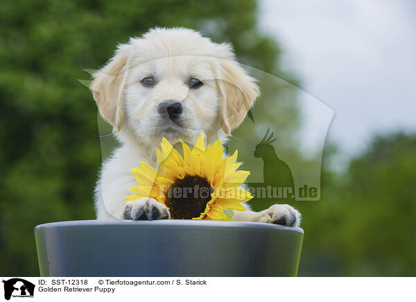 Golden Retriever Puppy / SST-12318