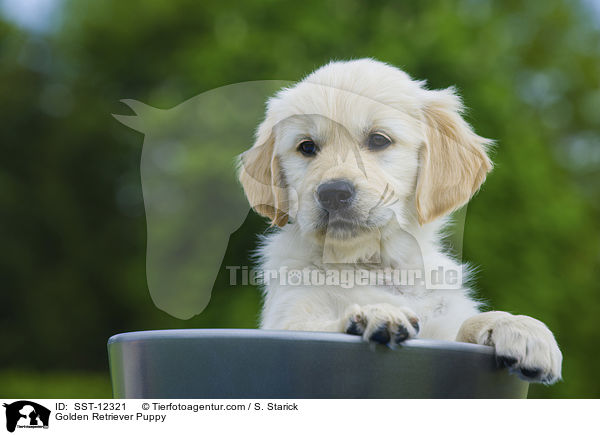 Golden Retriever Welpe / Golden Retriever Puppy / SST-12321