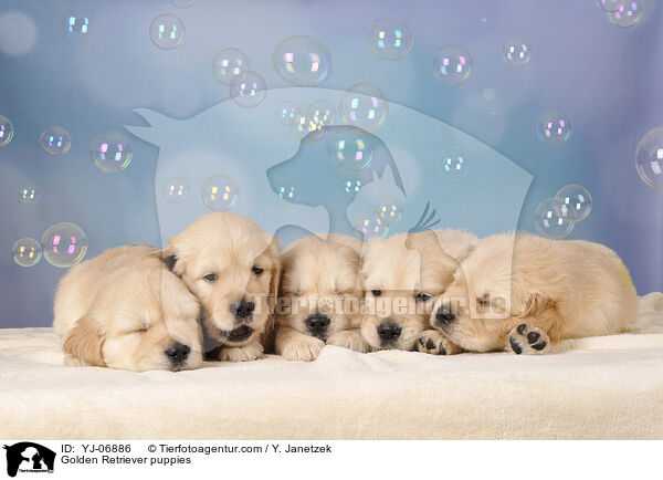 Golden Retriever puppies / YJ-06886