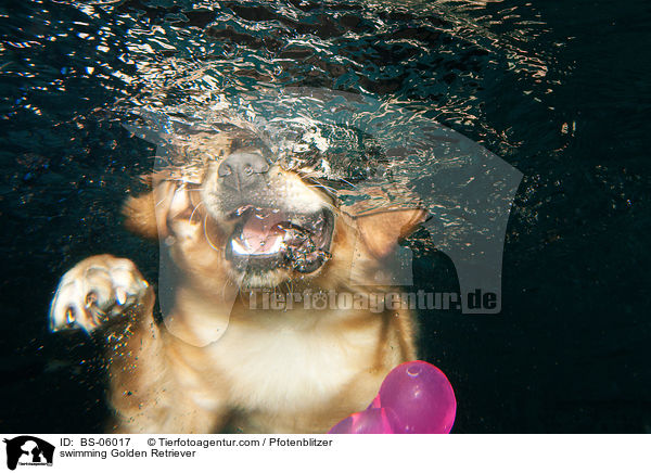 schwimmender Golden Retriever / swimming Golden Retriever / BS-06017