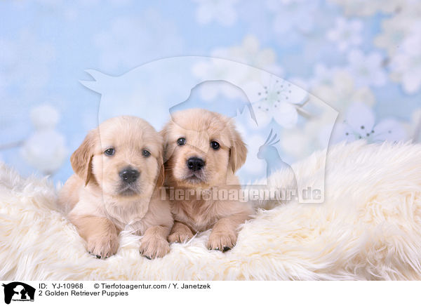 2 Golden Retriever Puppies / YJ-10968