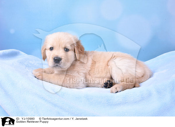 Golden Retriever Puppy / YJ-10980