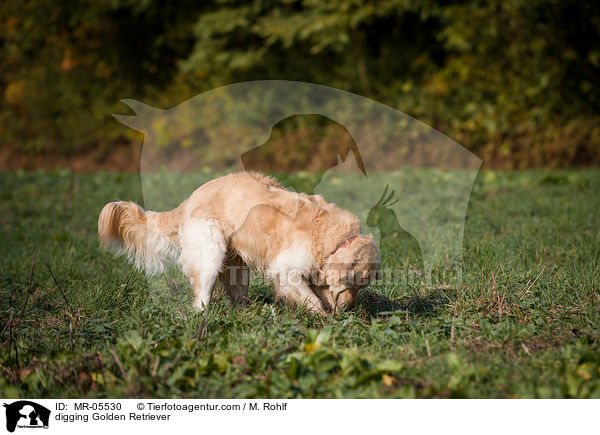 buddelnder Golden Retriever / digging Golden Retriever / MR-05530