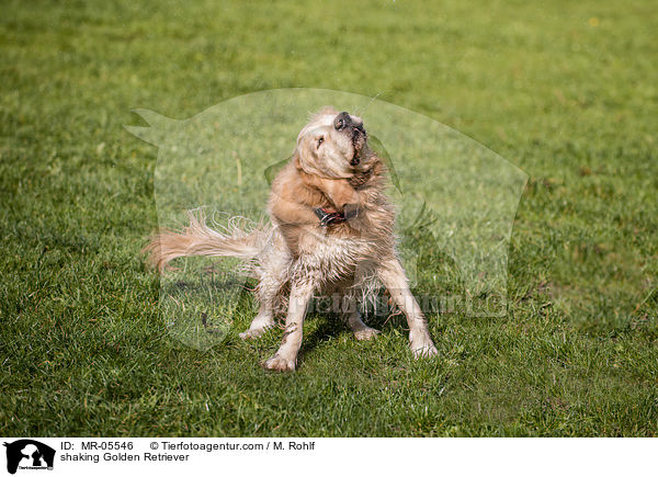 Golden Retriever schttelt sich / shaking Golden Retriever / MR-05546