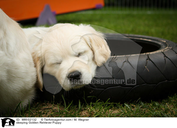 schlafender Golden Retriever Welpe / sleeping Golden Retriever Puppy / MW-02132