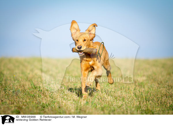 apportierender Golden Retriever / retrieving Golden Retriever / MW-06988