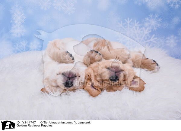 Golden Retriever Puppies / YJ-14747