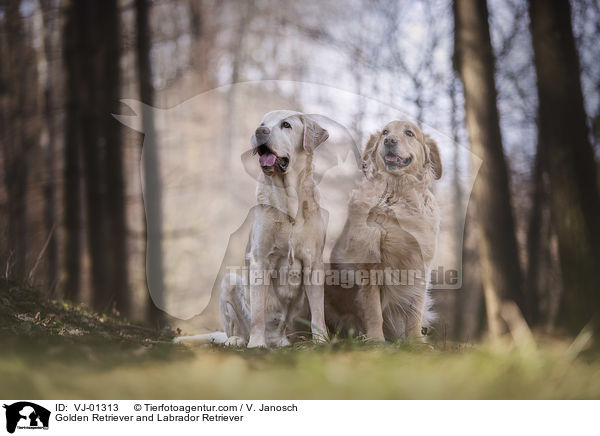 Golden Retriever und Labrador Retriever / Golden Retriever and Labrador Retriever / VJ-01313