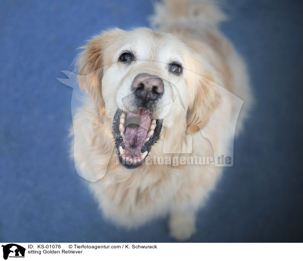 sitzender Golden Retriever / sitting Golden Retriever / KS-01076