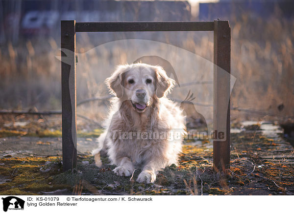 liegender Golden Retriever / lying Golden Retriever / KS-01079