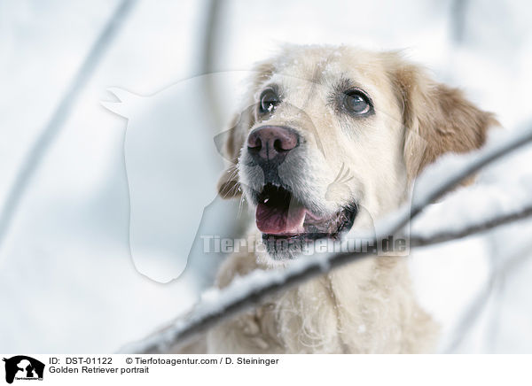 Golden Retriever Portrait / Golden Retriever portrait / DST-01122