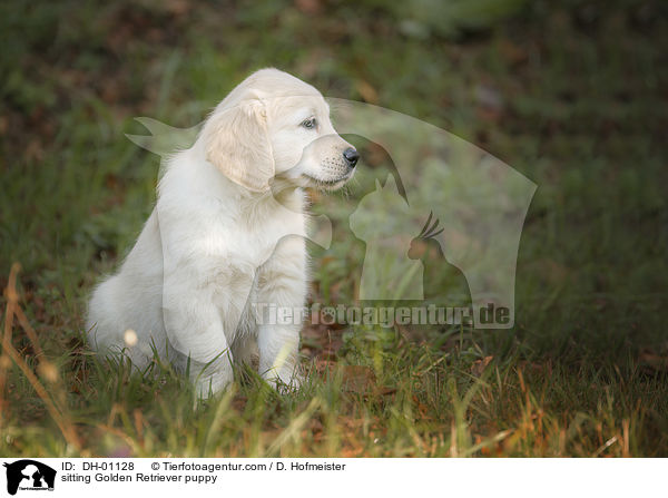 sitzender Golden Retriever Welpe / sitting Golden Retriever puppy / DH-01128