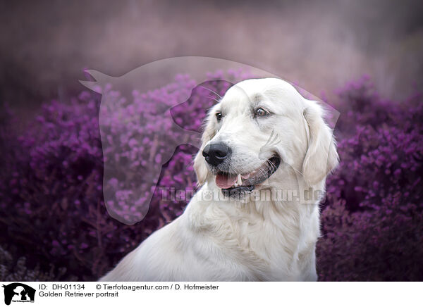 Golden Retriever Portrait / Golden Retriever portrait / DH-01134