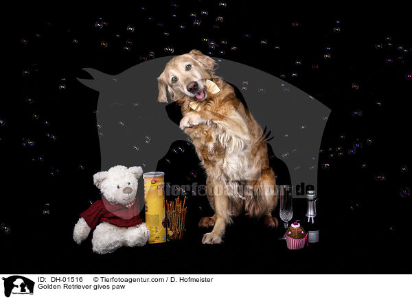 Golden Retriever gibt Pftchen / Golden Retriever gives paw / DH-01516