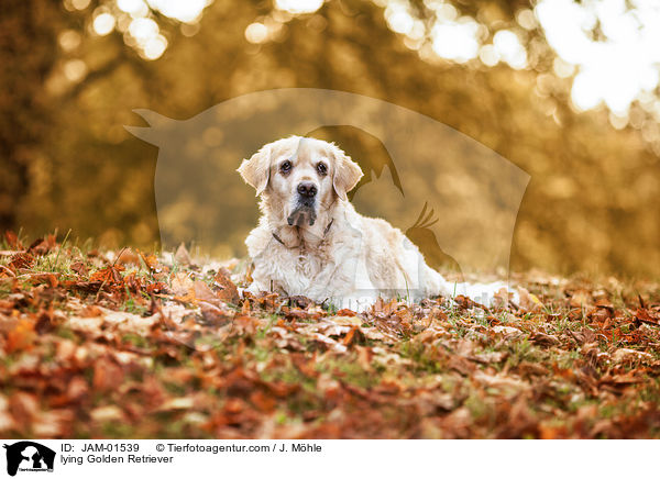 liegender Golden Retriever / lying Golden Retriever / JAM-01539