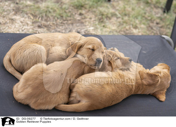 Golden Retriever Welpen / Golden Retriever Puppies / DG-09277