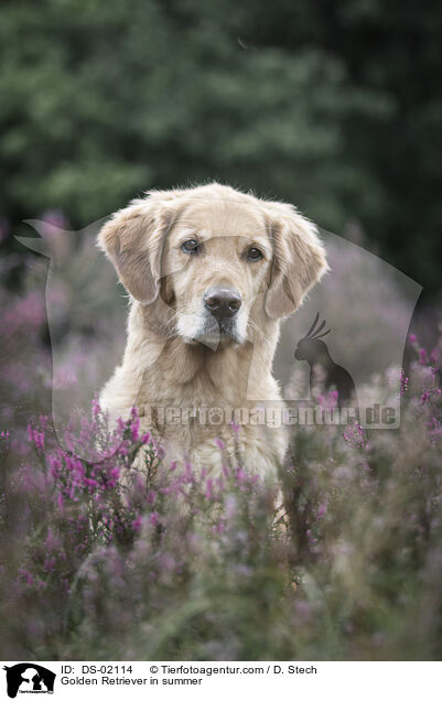 Golden Retriever im Sommer / Golden Retriever in summer / DS-02114