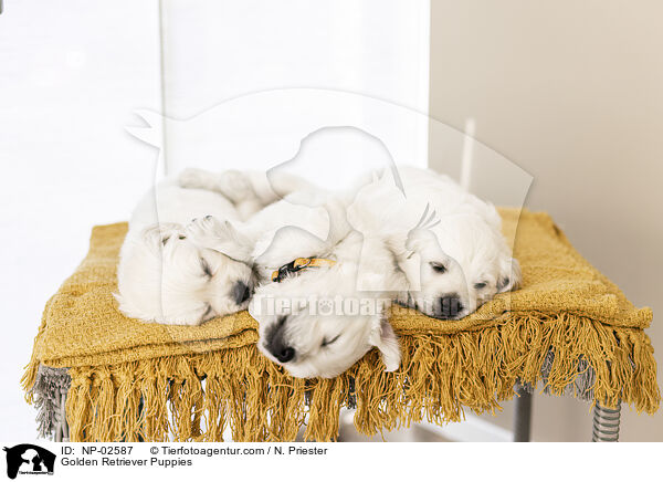 Golden Retriever Welpen / Golden Retriever Puppies / NP-02587