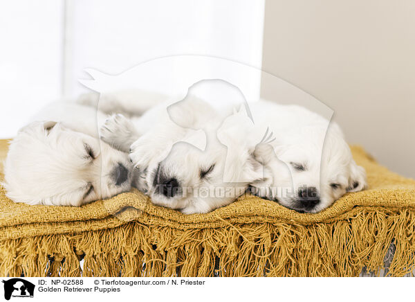 Golden Retriever Welpen / Golden Retriever Puppies / NP-02588