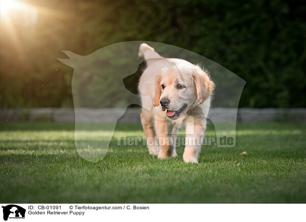 Golden Retriever Welpe / Golden Retriever Puppy / CB-01091