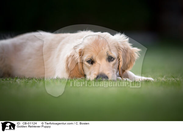 Golden Retriever Welpe / Golden Retriever Puppy / CB-01124