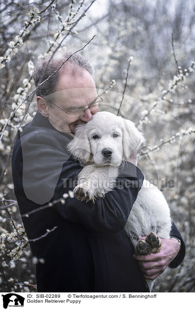 Golden Retriever Welpe / Golden Retriever Puppy / SIB-02289