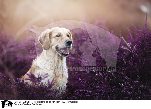 Golden Retriever Hndin / female Golden Retriever / DH-02421