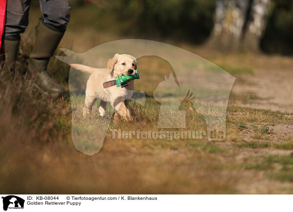 Golden Retriever Puppy / KB-08044