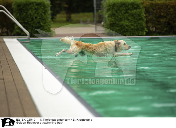 Golden Retriever im Schwimmbad / Golden Retriever at swimming bath / SK-02519