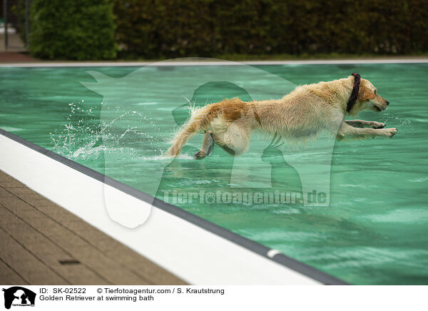 Golden Retriever im Schwimmbad / Golden Retriever at swimming bath / SK-02522