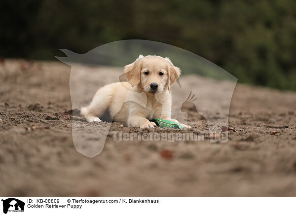 Golden Retriever Welpe / Golden Retriever Puppy / KB-08809