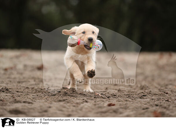 Golden Retriever Welpe / Golden Retriever Puppy / KB-08827