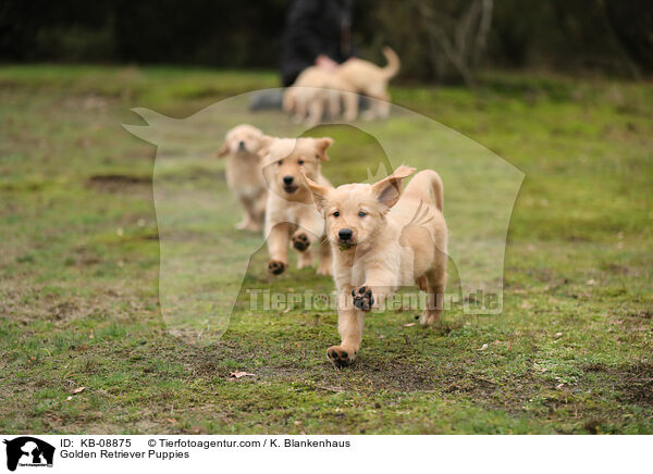 Golden Retriever Welpen / Golden Retriever Puppies / KB-08875