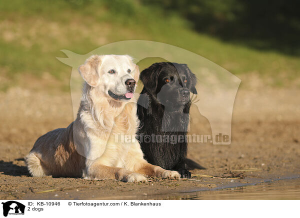 2 Hunde / 2 dogs / KB-10946