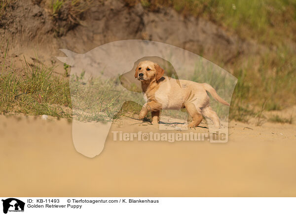 Golden Retriever Puppy / KB-11493
